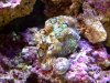 Clam2.jpg
