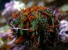 PI_globe_Urchin_La_web_200lk.jpg