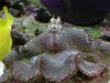 blenny.jpg