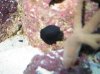 Weird_Snail.jpg