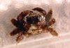 Polypeatingcrab.jpg