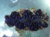 blue_maxima_clam.JPG