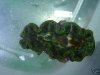 green_maxima_clam.JPG