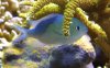Hiding-Chromis.jpg