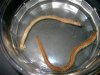 Strange_Worm.jpg