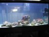 tank_full_of_first_batch_of_live_rock.jpg