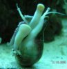 conch1.jpg