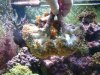Frogspawn.JPG
