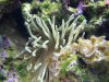 Anemone_Portland.JPG