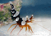 photo.GIF