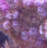 coral.jpg
