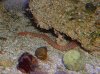 dsworm.jpg