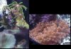 fishcoral.JPG