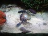 Dead_Crab.jpg