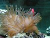 anemone-small.jpg