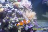 Fish Tank 005.jpg