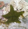 starfish1.jpg