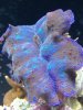 happy clam 002b.JPG