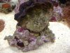 clam on rock.JPG