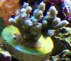 Acropora Echinata.jpg