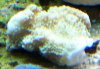 Montipora Spumosa.jpg