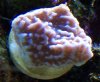 Montipora Undata.jpg