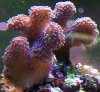 Rose Stylophora.jpg