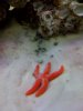 starfish.jpg