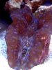 deresa clam 1-31-10 003.JPG
