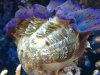 crocea shell.JPG