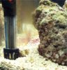 red algae.jpg