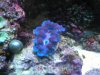 clam2.JPG