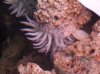 anemone_web_1.JPG