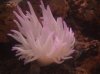 anemone_web_2.JPG