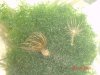 stuff on algea.jpg