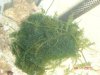 Caulerpa.JPG