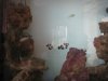 The clowns getting friendly with the green Chromis.JPG