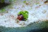 crab.jpg