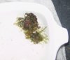 bryopsis.jpg