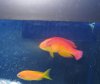 ahi and anthias.jpg