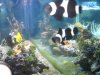 3reef (2).JPG