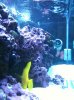 fish1.jpg