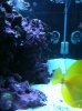 fish.jpg