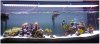 Orphek-Aquarium-Led-Lighting-3.jpg
