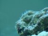 bacterial blooms.jpg