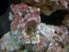Coralline 2.jpg