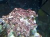coralline 3.jpg