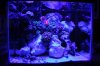 Blue LED's on Tank.jpg