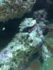algae.jpg