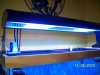 purple tang-light 007.jpg
